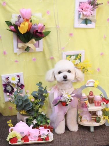 20230331ポコちゃん